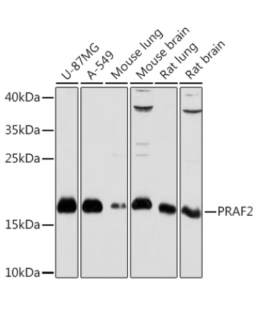 PRAF2 Rabbit Polyclonal Antibody