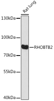 RHOBTB2 Rabbit Polyclonal Antibody