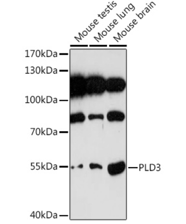 PLD3 Rabbit Polyclonal Antibody