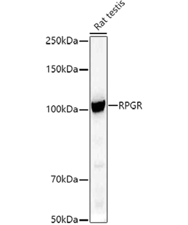 RPGR Rabbit Polyclonal Antibody