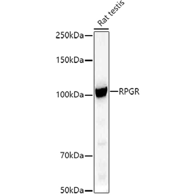 RPGR Rabbit Polyclonal Antibody