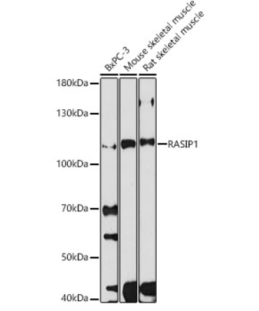 RASIP1 Rabbit Polyclonal Antibody