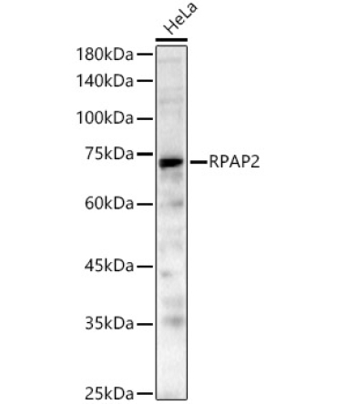 RPAP2 Rabbit Polyclonal Antibody