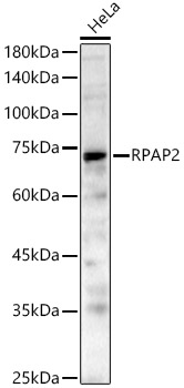 RPAP2 Rabbit Polyclonal Antibody