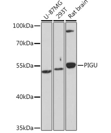 PIGU Rabbit Polyclonal Antibody