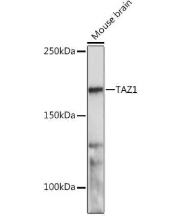 TAZ1 Rabbit Polyclonal Antibody