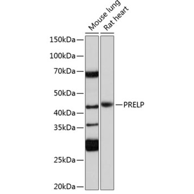 PRELP Rabbit Polyclonal Antibody