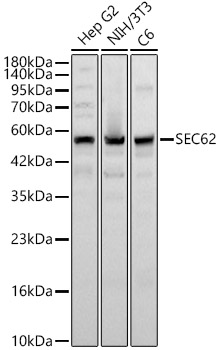 SEC62 Rabbit Polyclonal Antibody