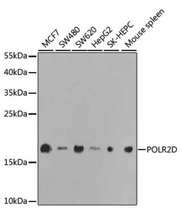 POLR2D Rabbit Polyclonal Antibody