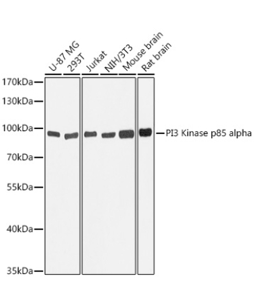 PI3 Kinase p85 alpha Mouse Monoclonal Antibody