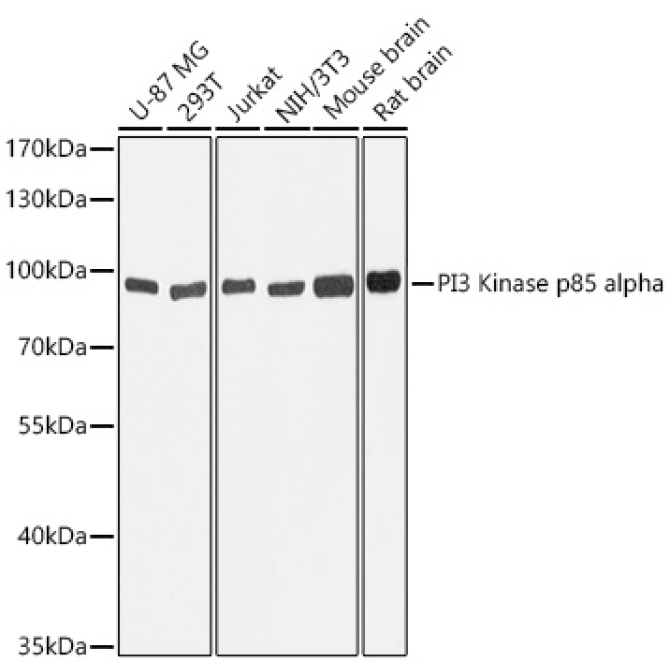 PI3 Kinase p85 alpha Mouse Monoclonal Antibody