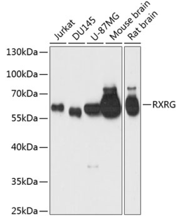 RXRG Rabbit Polyclonal Antibody