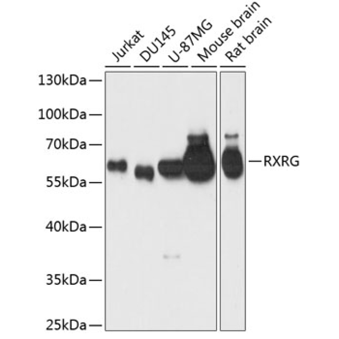 RXRG Rabbit Polyclonal Antibody
