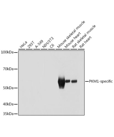 PKM1-specific Rabbit Polyclonal Antibody