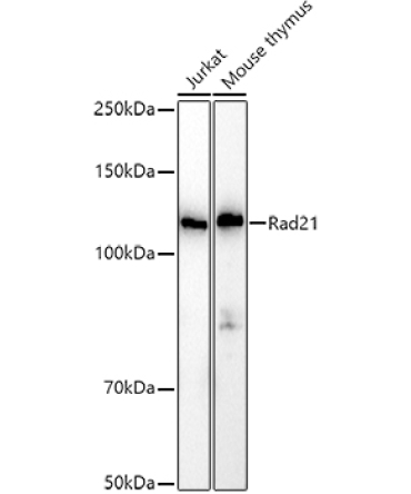 Rad21 Rabbit Polyclonal Antibody