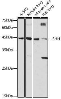 SHH Rabbit Polyclonal Antibody