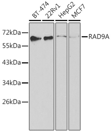 RAD9A Rabbit Polyclonal Antibody