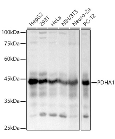 PDHA1 Rabbit Polyclonal Antibody