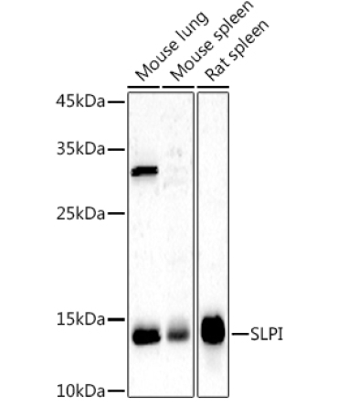 SLPI Rabbit Polyclonal Antibody