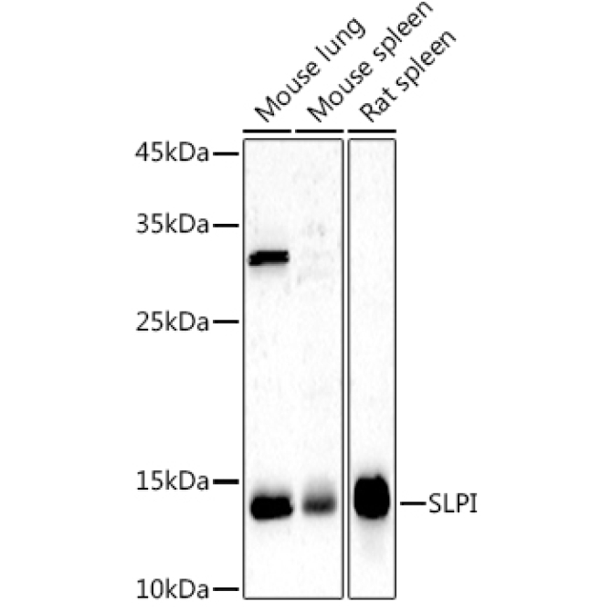 SLPI Rabbit Polyclonal Antibody