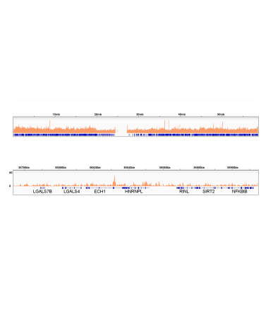 RXRAlpha Rabbit Monoclonal Antibody
