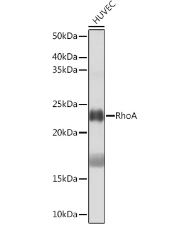 RhoA Rabbit Monoclonal Antibody