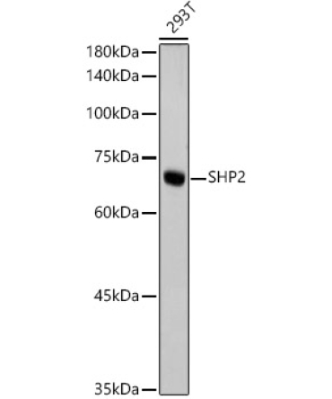 SHP2 Rabbit Monoclonal Antibody