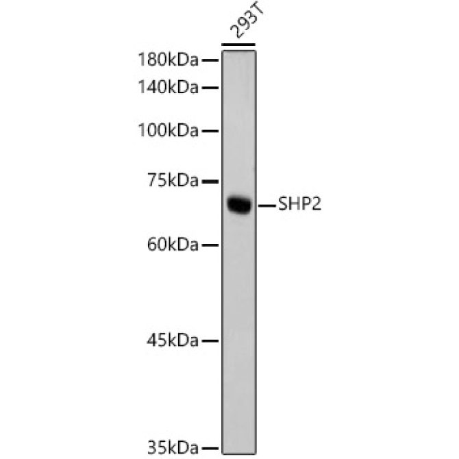 SHP2 Rabbit Monoclonal Antibody