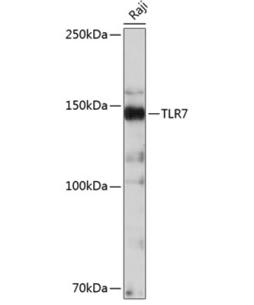 TLR7 Rabbit Monoclonal Antibody
