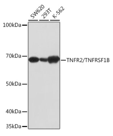 TNFR2/TNFRSF1B Rabbit Monoclonal Antibody