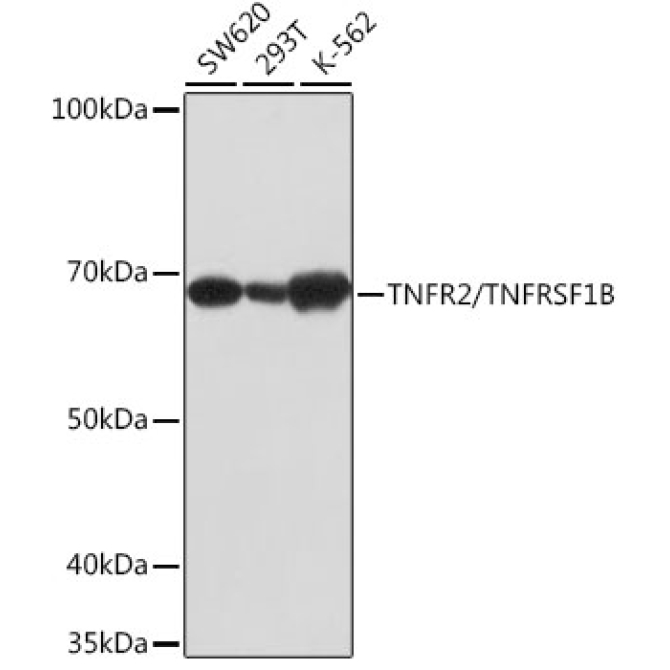 TNFR2/TNFRSF1B Rabbit Monoclonal Antibody