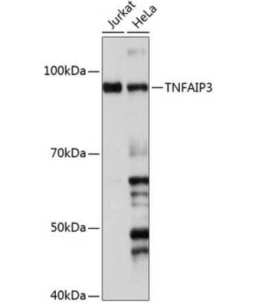 TNFAIP3 Rabbit Monoclonal Antibody