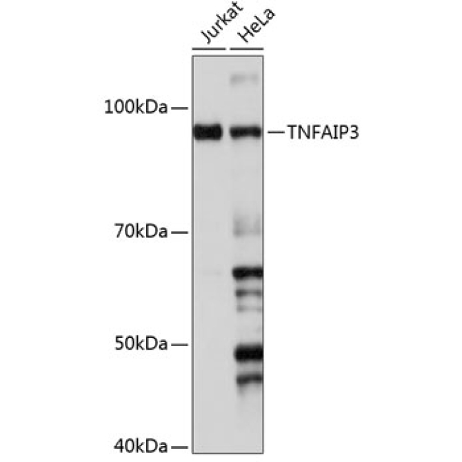 TNFAIP3 Rabbit Monoclonal Antibody