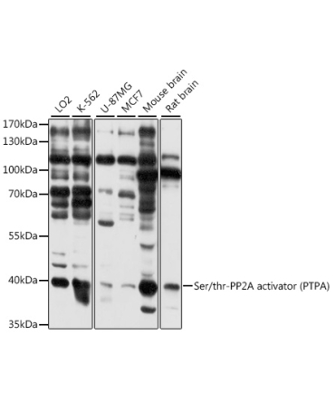 Ser/thr-PP2A activator (PTPA) Rabbit Polyclonal Antibody
