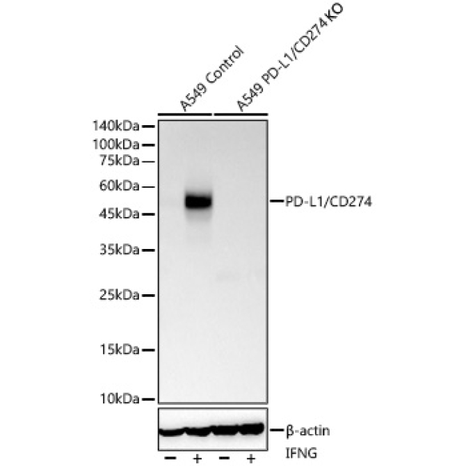PD-L1/CD274 Rabbit Monoclonal Antibody