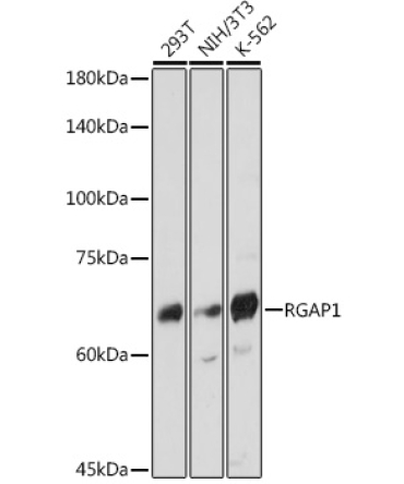 RGAP1 Rabbit Monoclonal Antibody