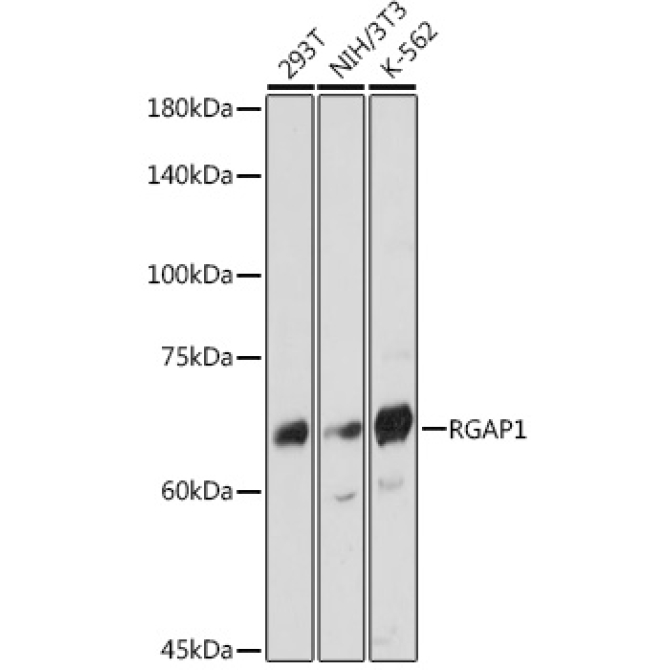 RGAP1 Rabbit Monoclonal Antibody