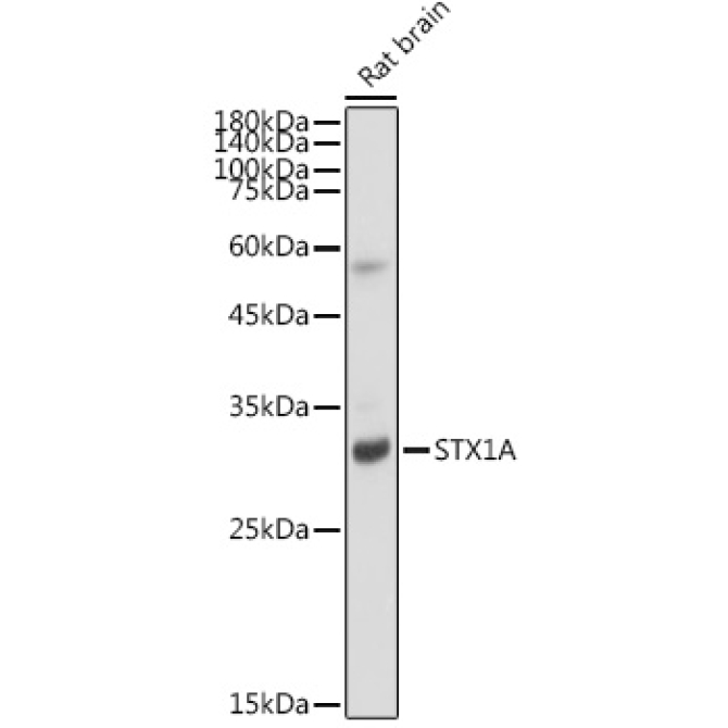 STX1A Rabbit Monoclonal Antibody