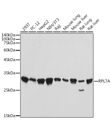 RPL7A Rabbit Monoclonal Antibody
