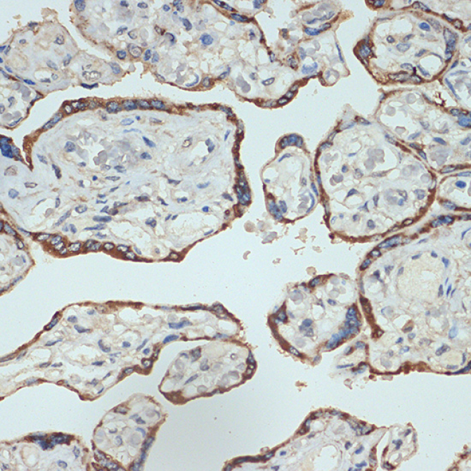 Placental lactogen (CSH1) Rabbit Monoclonal Antibody