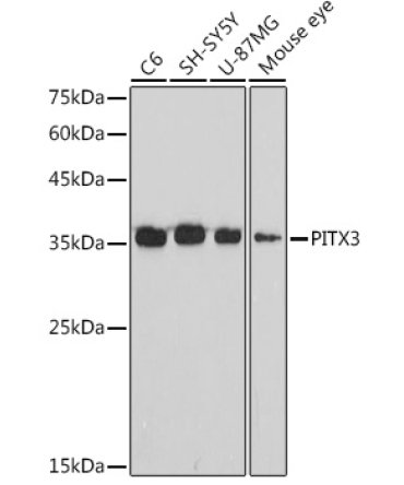 PITX3 Rabbit Monoclonal Antibody