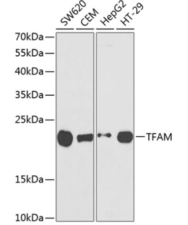 TFAM Rabbit Polyclonal Antibody