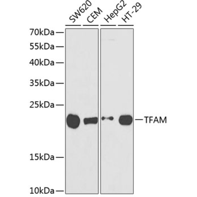 TFAM Rabbit Polyclonal Antibody
