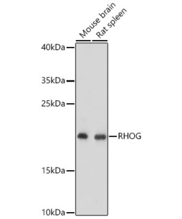 RHOG Rabbit Polyclonal Antibody