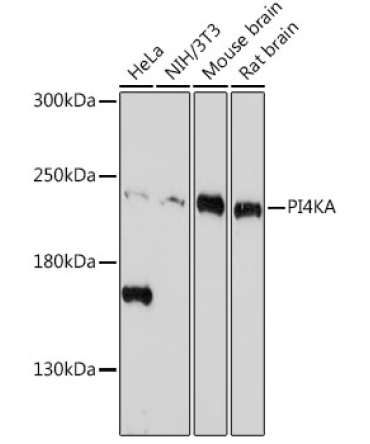 PI4KA Rabbit Polyclonal Antibody