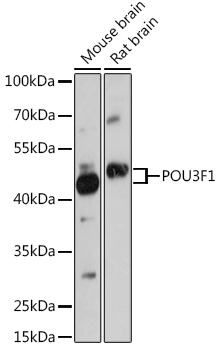 POU3F1 Rabbit Polyclonal Antibody