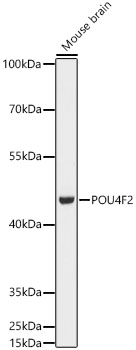 POU4F2 Rabbit Polyclonal Antibody