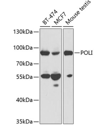 POLI Rabbit Polyclonal Antibody