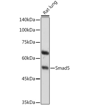 Smad5 Rabbit Polyclonal Antibody