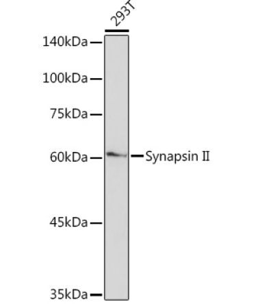 Synapsin II Rabbit Monoclonal Antibody
